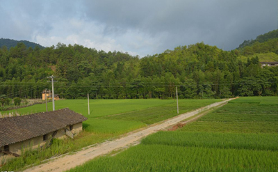 绿色风景